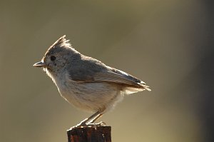 Titmouse, Oak, 2009-03048080 Pismo State Beach, CA